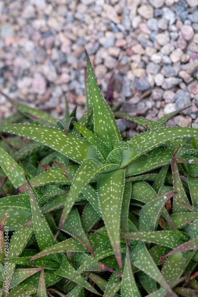 Close up of Gasteria (Gasteria lutzii) Succulent and Arid Plant