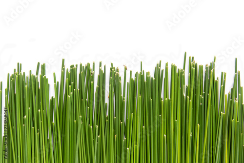 Abstract Nature green vertical texture background with top papyrus plant isolate on white background