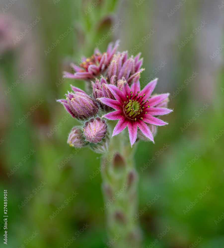 Close up of beautiful Sempervivum funckii. Note: Shallow depth of field Close up of beautiful Sempervivum funckii. Note: Shallow depth of field