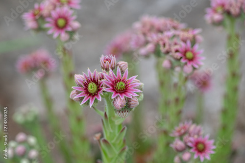 Close up of beautiful Sempervivum funckii. Note  Shallow depth of field