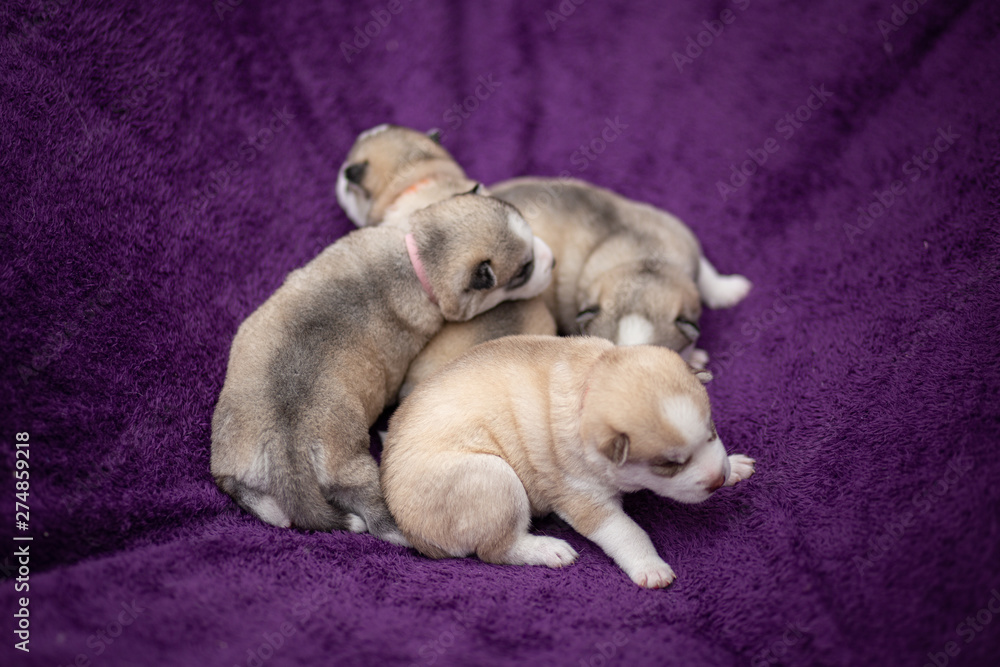 Obraz premium Husky puppy