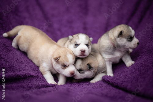 Husky puppies © martynanysk