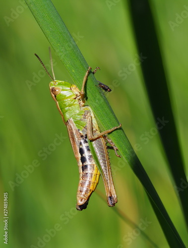 Wallpaper Mural Gemeiner Grashüpfer in der Wiese Torontodigital.ca
