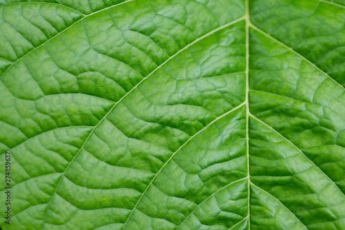 Natural green leaf texture details