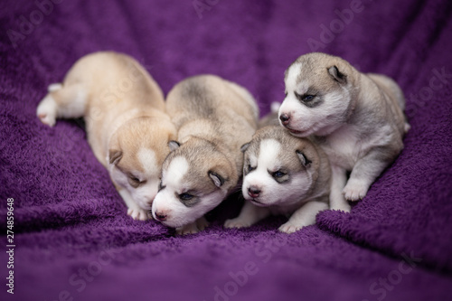 Siberian Husky puppies © martynanysk