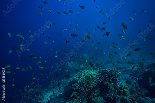 marine ecosystem underwater view   blue ocean wild nature in the sea  abstract background
