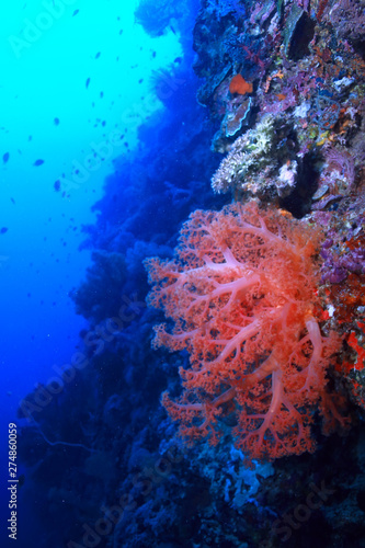 coral reef underwater / lagoon with corals, underwater landscape, snorkeling trip © kichigin19