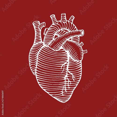 hand drawn human heart drawing illustration reverse colors