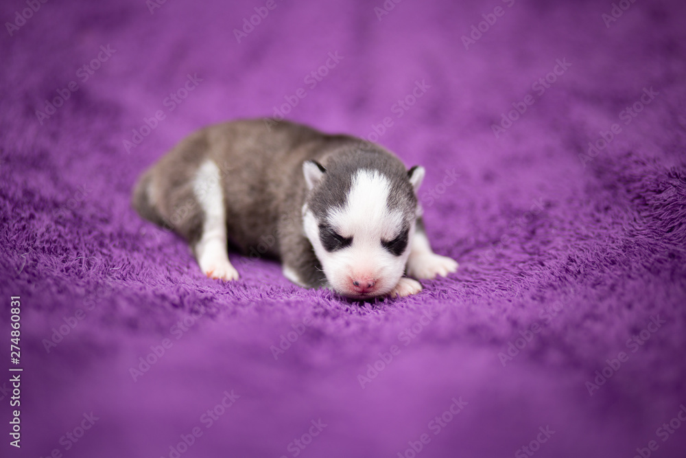 Siberian husky puppy Siberian husky puppy