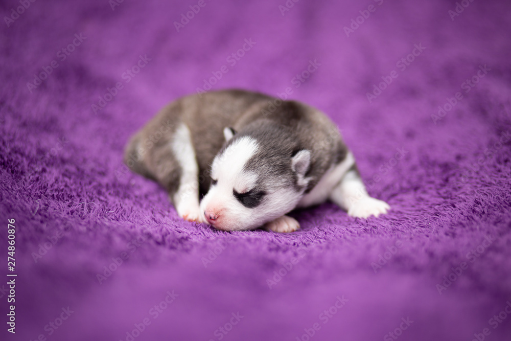 Fototapeta premium sleeping husky puppy
