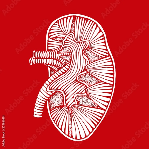 hand drawn human kidney drawing reverse illustration