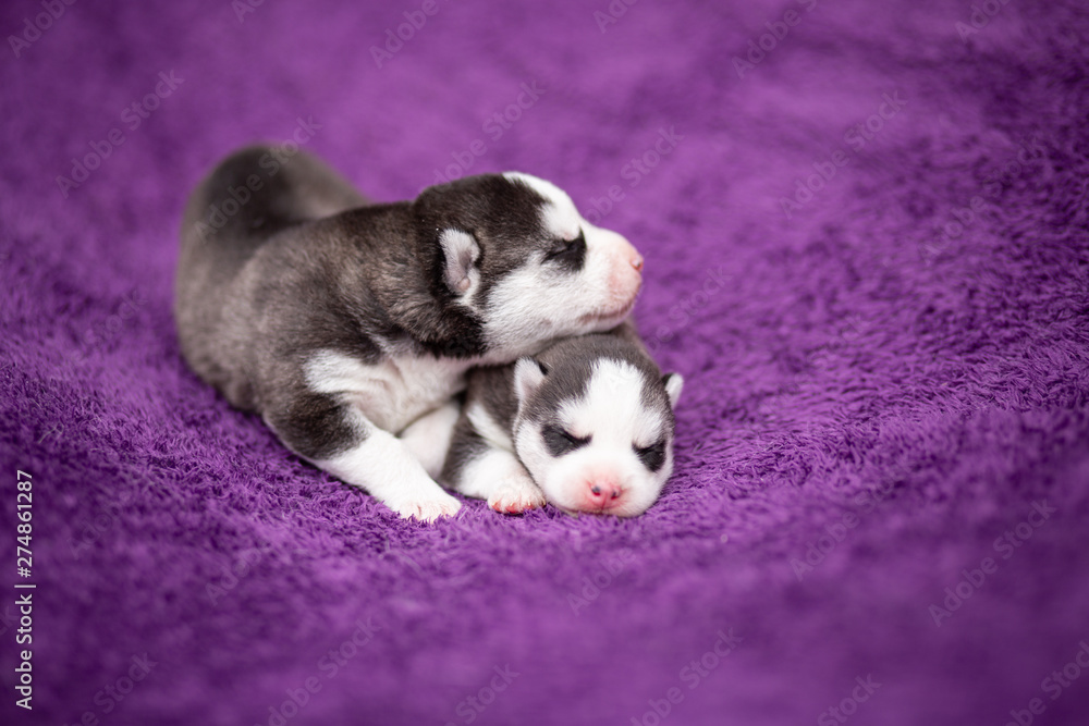Fototapeta premium Siberian Husky puppies