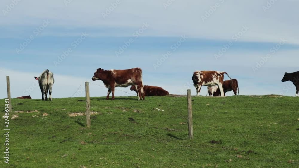 Narrow scenic view of a herd of cows chilling on lush green field underneath the bright blue sky Narrow scenic view of a herd of cows chilling on lush green field underneath the bright blue sky