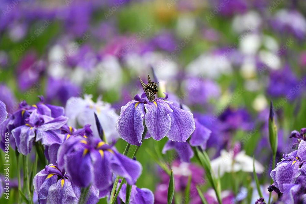 花菖蒲とアゲハチョウ 花菖蒲とアゲハチョウ