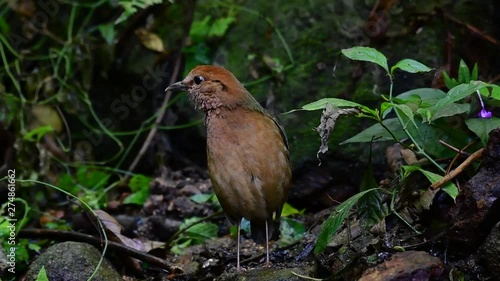 Wallpaper Mural The Rusty-naped Pitta is a confiding bird found in high elevation mountain forests habitats, there are so many locations in Thailand to find this bird; it is famous for its rusty nape. Torontodigital.ca