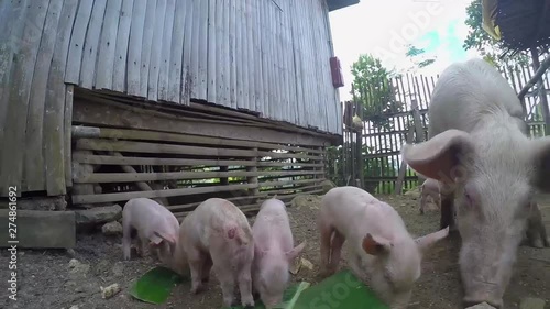 Timelapse footage of Piglets on a Philippine provincial farm eating a large banana leaf. photo