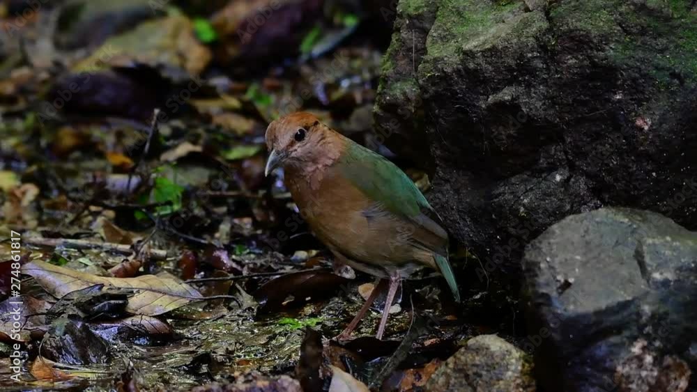 The Rusty-naped Pitta is a confiding bird found in high elevation mountain forests habitats, there are so many locations in Thailand to find this bird; it is famous for its rusty nape. The Rusty-naped Pitta is a confiding bird found in high elevation mountain forests habitats, there are so many locations in Thailand to find this bird; it is famous for its rusty nape.