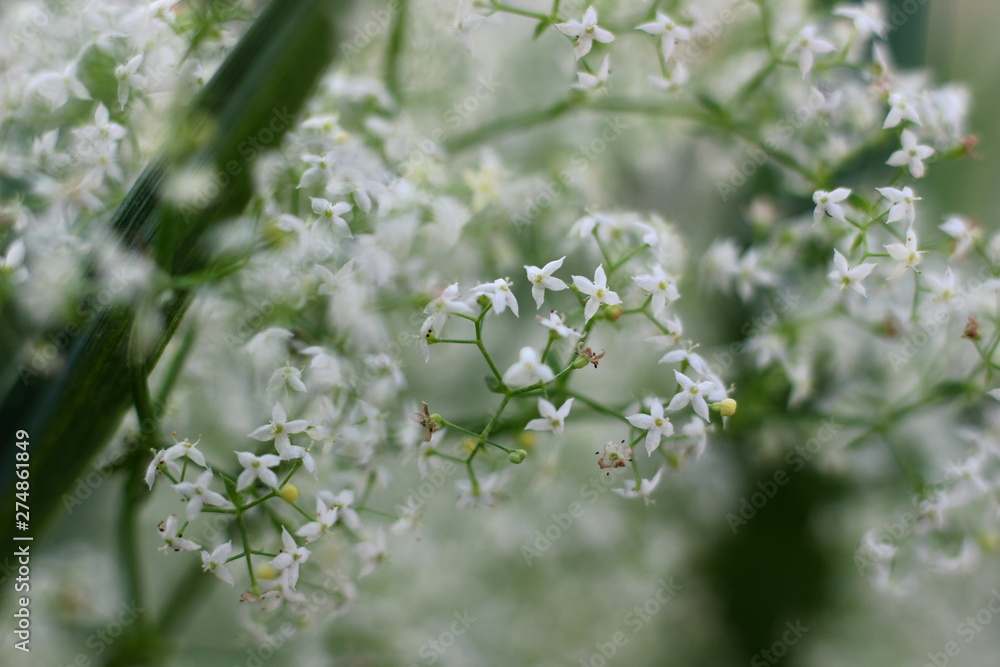 Obraz premium small white flowers in the field on a blurred natural background