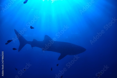 whale shark scene landscape   abstract underwater big sea fish  adventure  diving  snorkeling