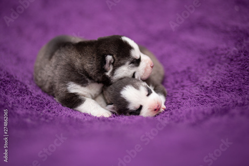 2 husky puppies © martynanysk