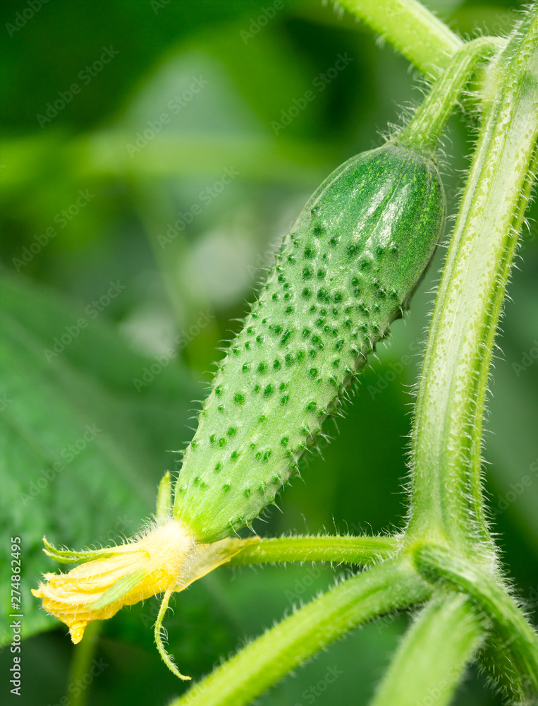 Fototapeta premium Fresh cucumber with yellow flower. Cucumber background