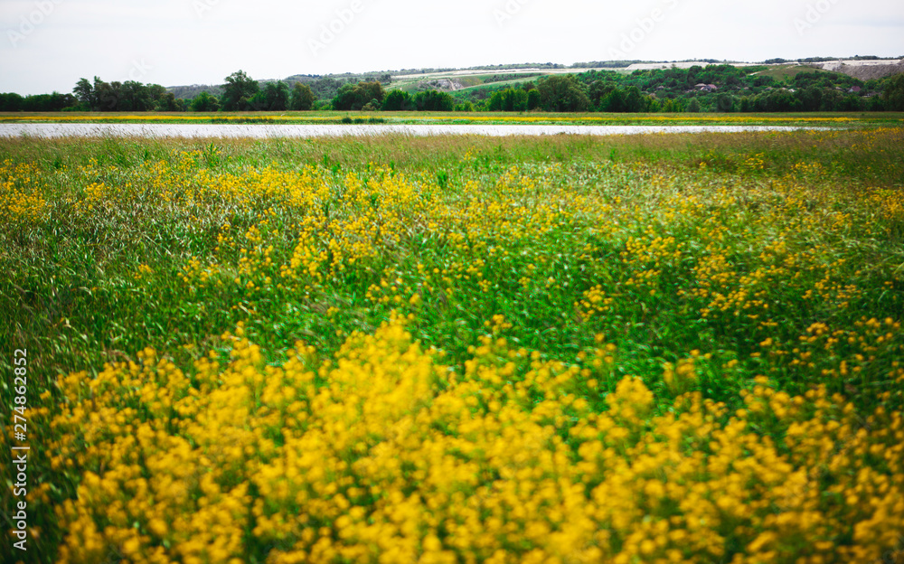 lake and yellow flowers in the field by day