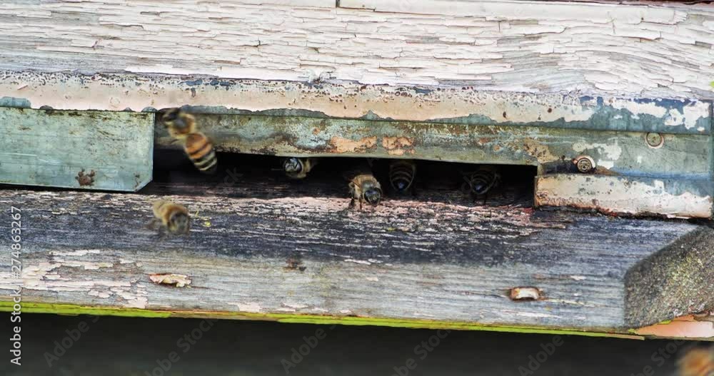 Slow motion of Honey Bee flying around Beehive with blurred background. Beekeeping. Slow motion of Honey Bee flying around Beehive with blurred background. Beekeeping.