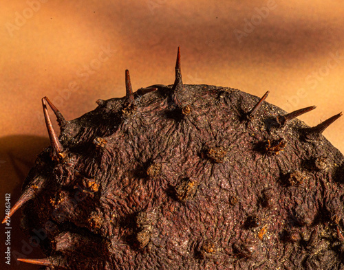 Close-up of a conker shell looking like an alien planet floating in space or a foretaste of the earth after global warming photo