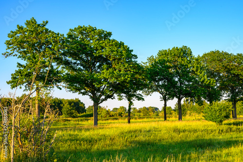 View over meadows and trees to the blue sky in the light of the setting sun in the surrounding of Berlin, Germany.
