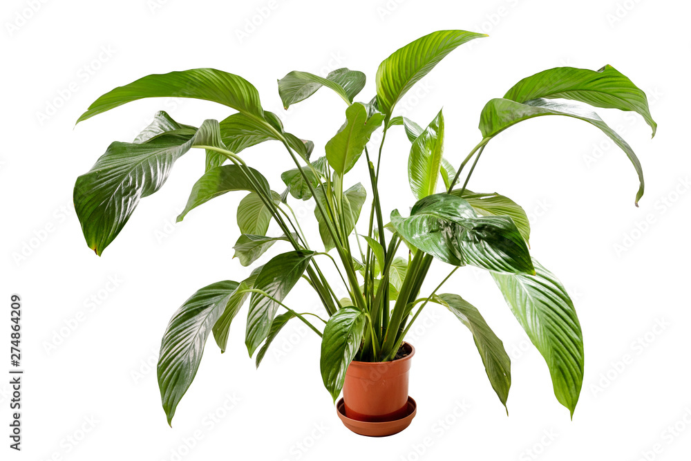 Green flower plant growing in brown pot isolated on white background