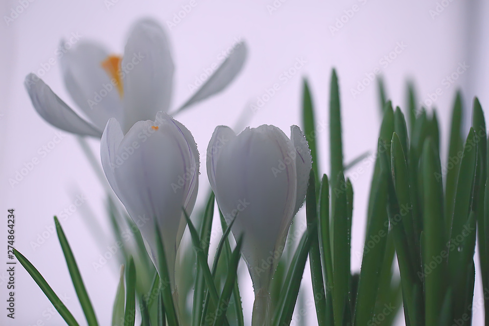 Fototapeta premium white crocus spring flower, spring abstract background, nature concept