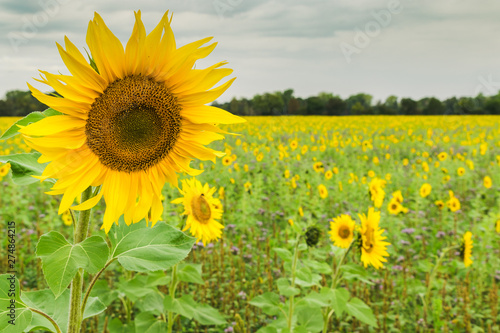 Fototapeta Naklejka Na Ścianę i Meble -  Sunflower field planted to seed for oil production.