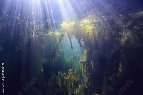 lake underwater landscape abstract / blue transparent water, eco nature protection underwater © kichigin19