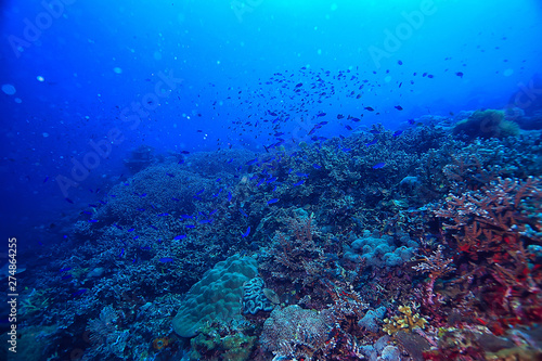 Fototapeta Naklejka Na Ścianę i Meble -  coral reef underwater / sea coral lagoon, ocean ecosystem