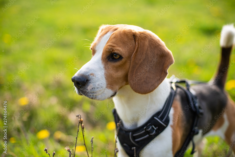 Beautiful beagle dog close up portrait on green meadow