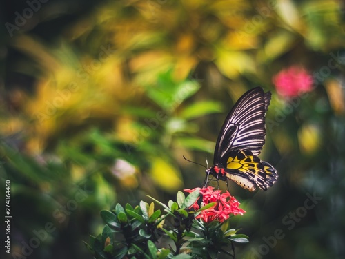 Close up of yellow tailed butterfly on a flower isolated from blurred background