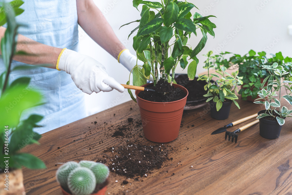 Gardener woman replant green plant at home Gardener woman replant green plant at home