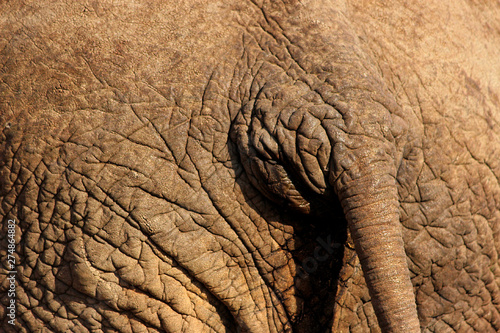 Elephant Tail © Brit