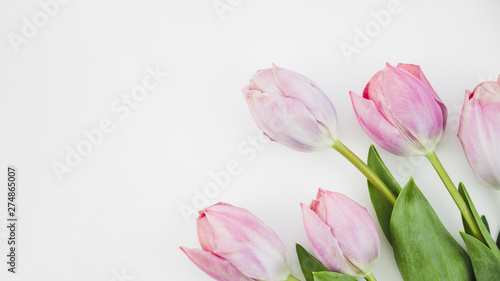 Fototapeta Naklejka Na Ścianę i Meble -  Tulip flowers