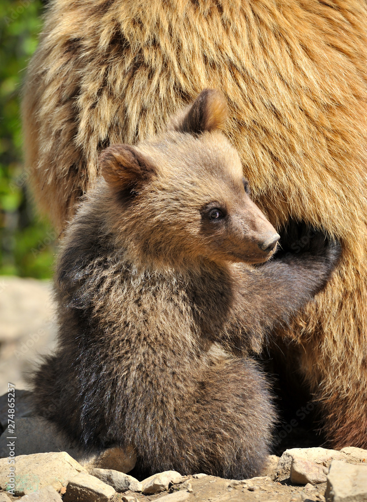 Obraz premium Cute little brown bear cub hiding behind mother bear