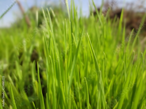 green grass closeup