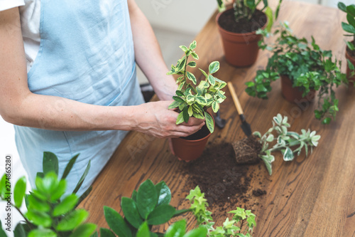 Gardener woman replant green plant at home