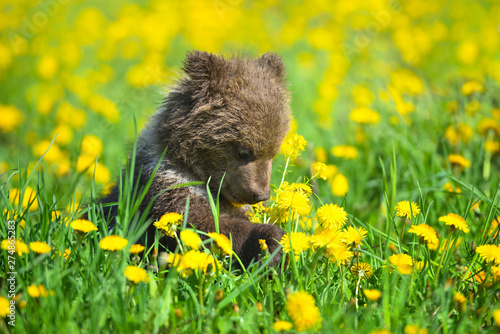 Fototapeta Cute little brown bear cub playing on a lawn among dandelions