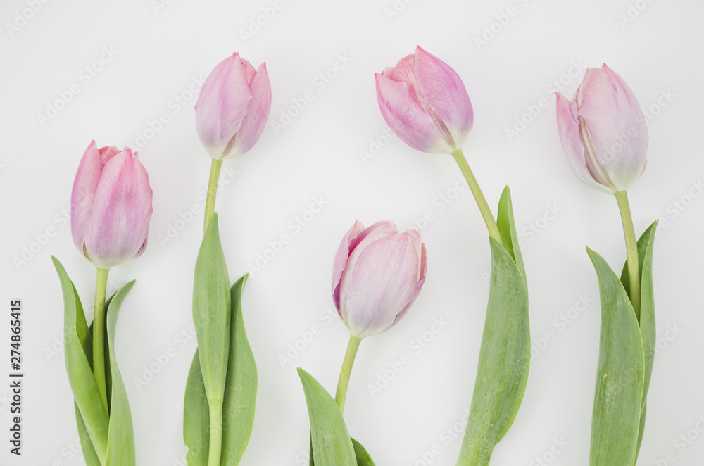 Obraz premium Tulip flowers