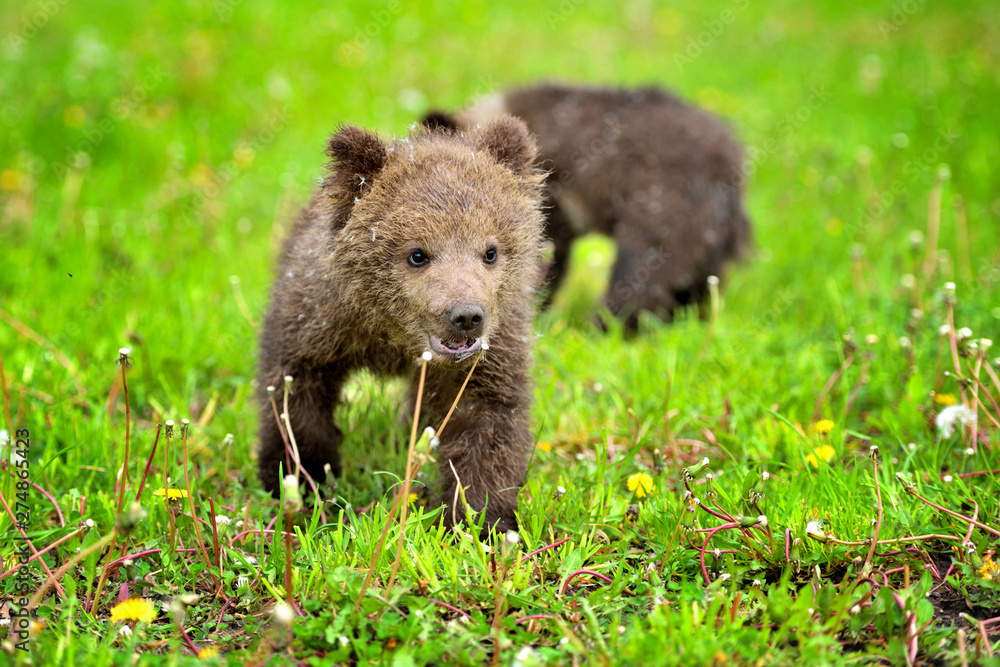 Two little brown bear cub on the green grass