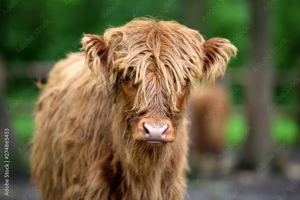 Portrait of Scottish Highland Cow (Hairy Coo) with its long fur