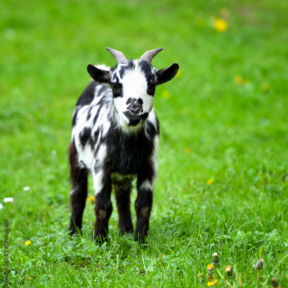 Black and white baby goat standing on green lawn Black and white baby goat standing on green lawn