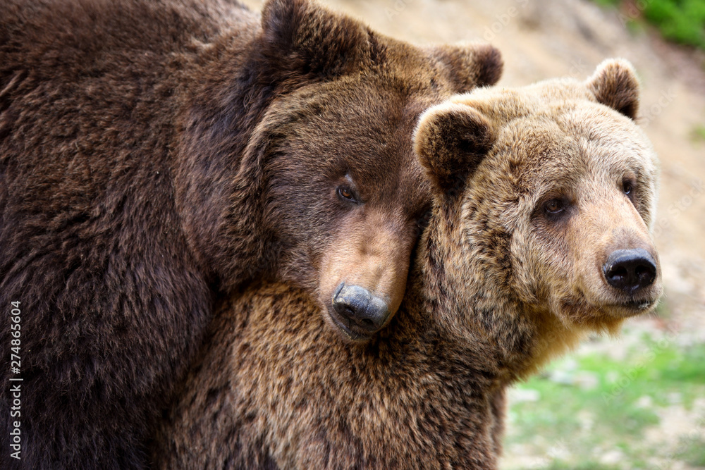 Brown bears mating in the spring forest