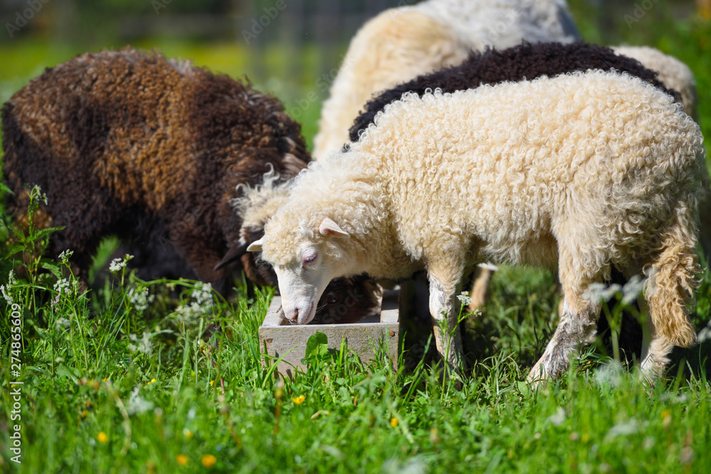 Sheep in nature on meadow. Farming outdoor. Sheep in nature on meadow. Farming outdoor.