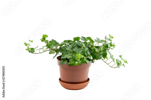 Little green and beautiful plant growing in brown flower pot